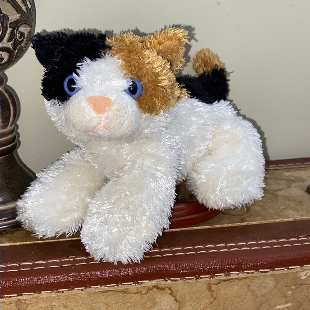 Adorable Calico Cat